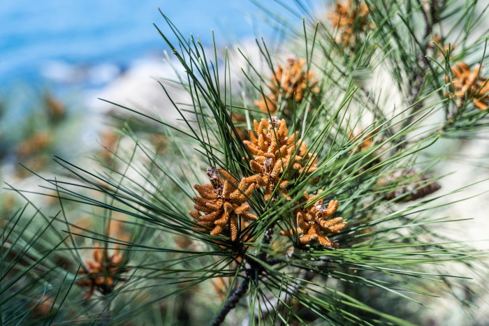 Pinus brutia image