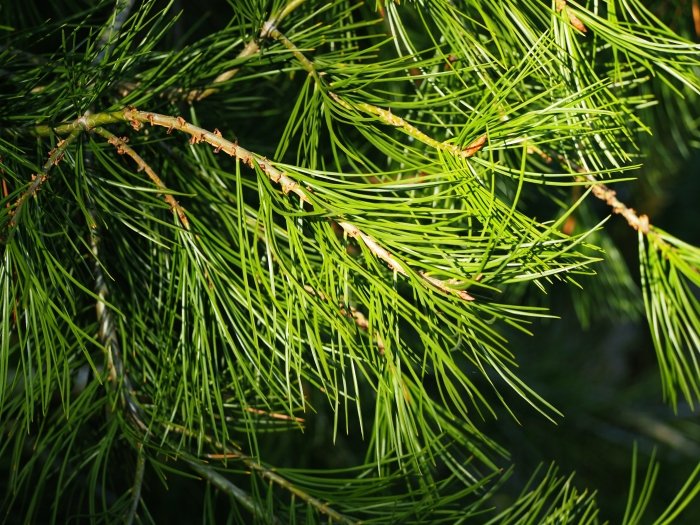Pinus bungeana image