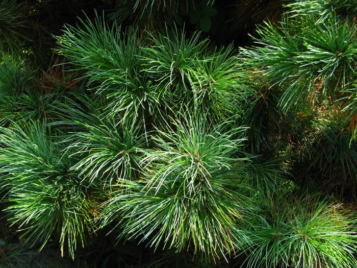 Pinus cembra image