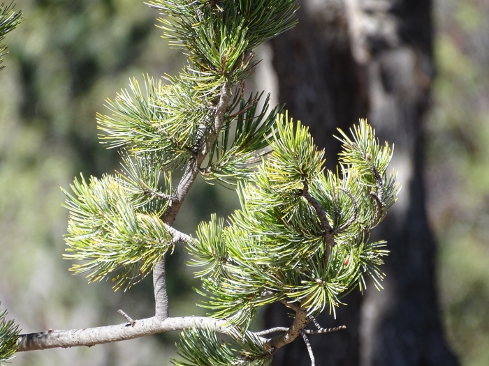 Pinus cembroides image