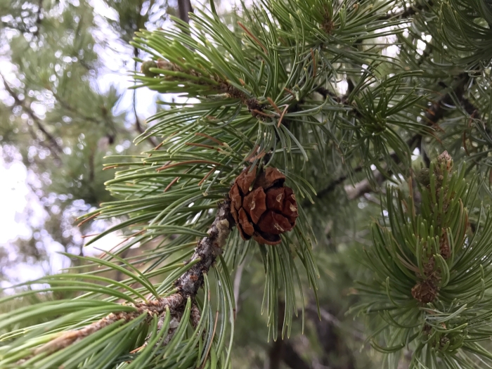 Pinus cembroides var. bicolor image