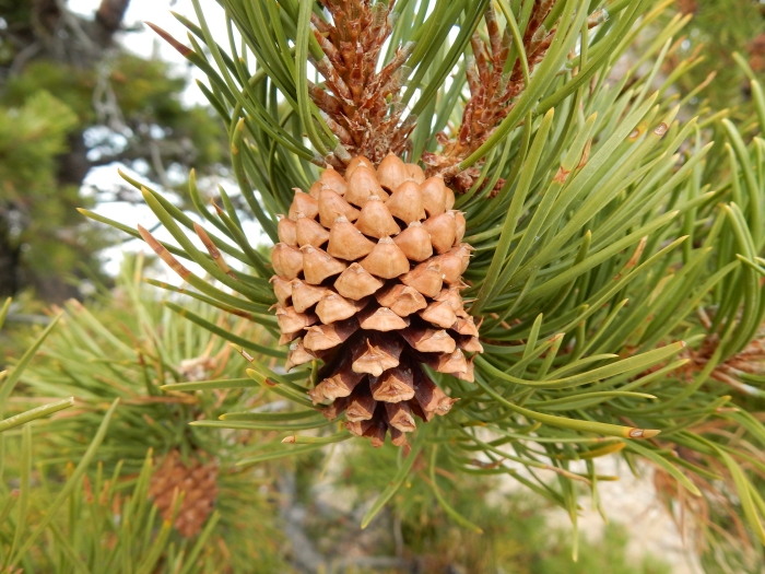 Pinus contorta var. latifolia image