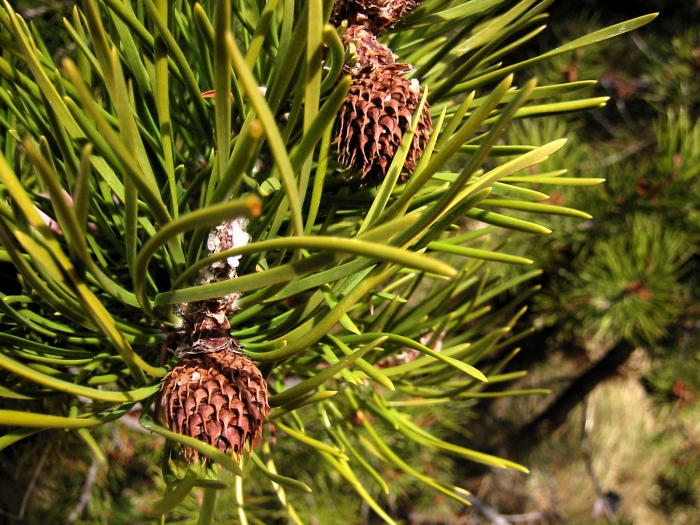 Pinus contorta var. murrayana image