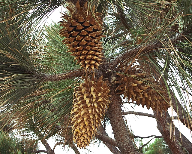 Pinus coulteri image