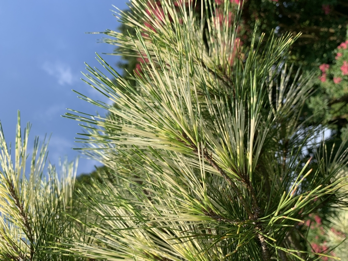 Pinus densiflora image