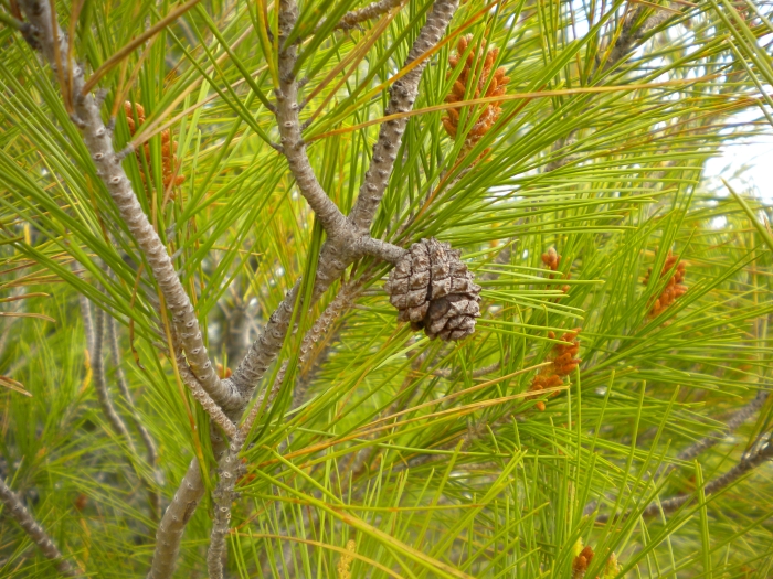 Pinus halepensis image