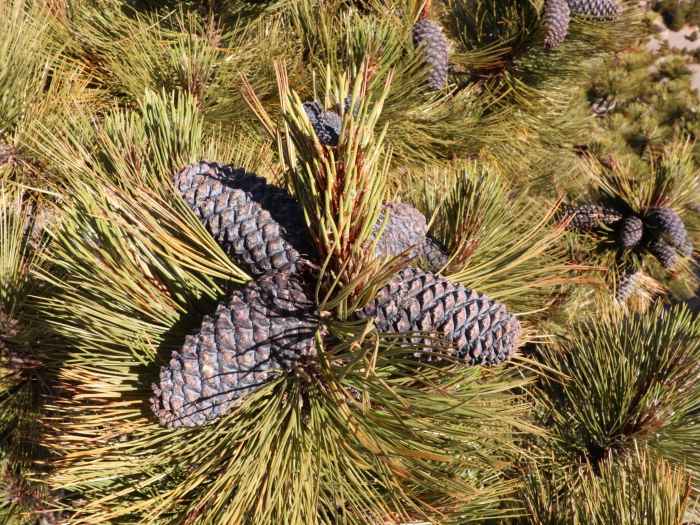 Pinus hartwegii image