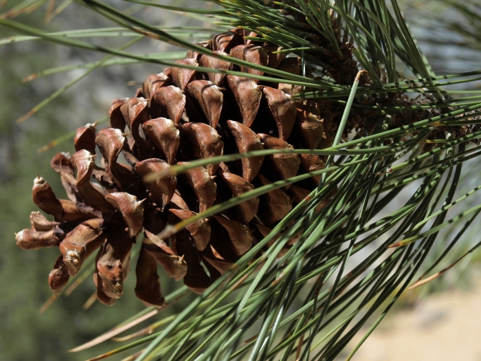 Pinus jeffreyi image