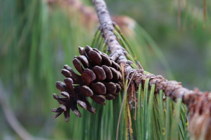Pinus lumholtzii image
