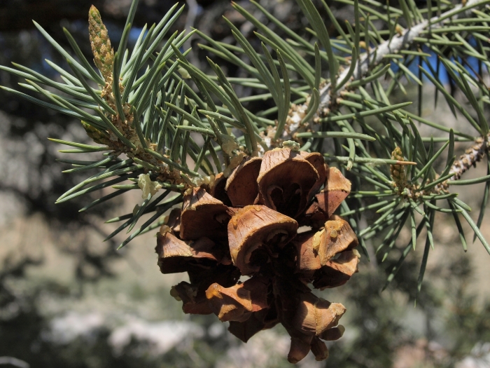 Pinus monophylla image