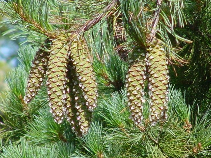 Pinus monticola image