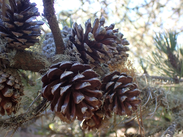 Pinus muricata image