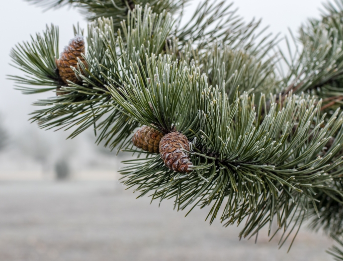 Pinus nigra image