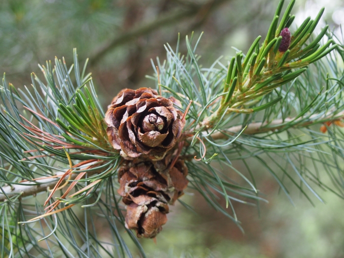 Pinus parviflora image