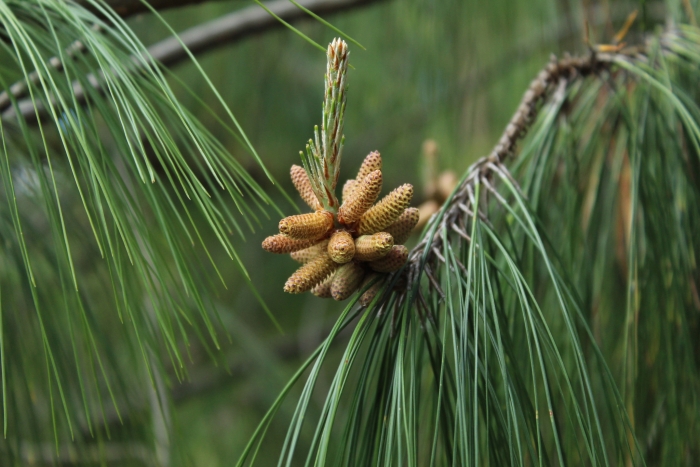 Pinus patula image