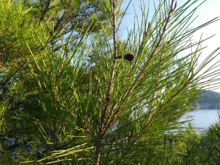 Pinus pinea image