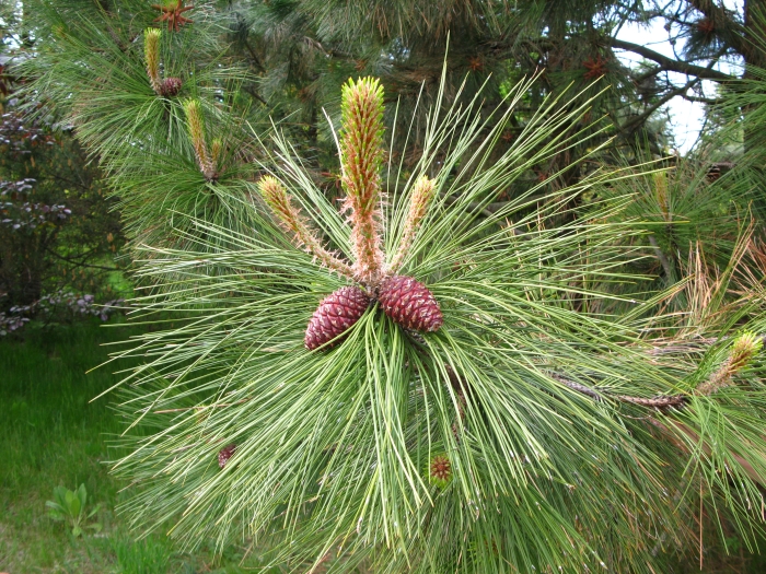 Pinus ponderosa image