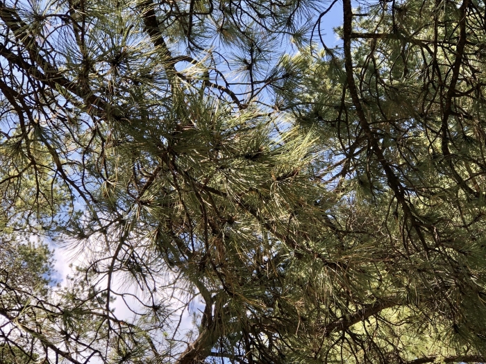 Pinus ponderosa var. scopulorum image