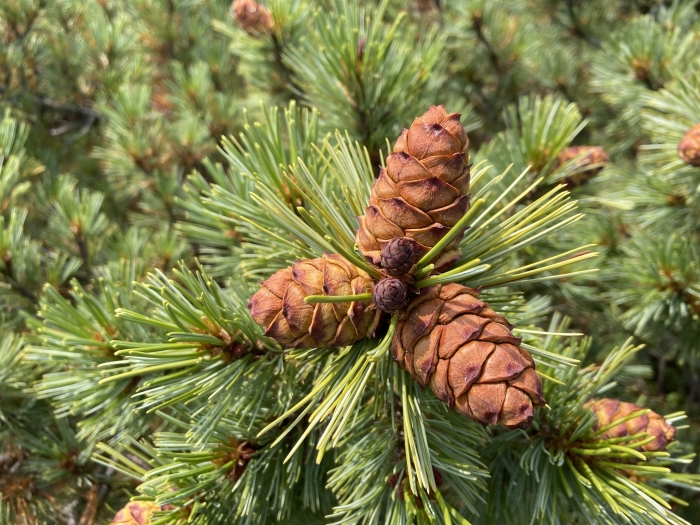 Pinus pumila image