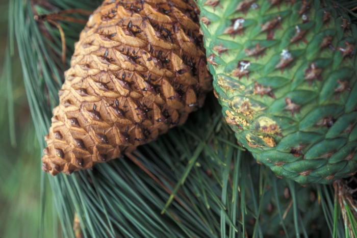 Pinus radiata image