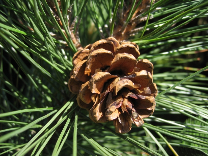 Pinus resinosa image