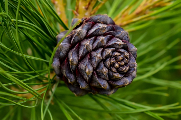 Pinus sibirica image