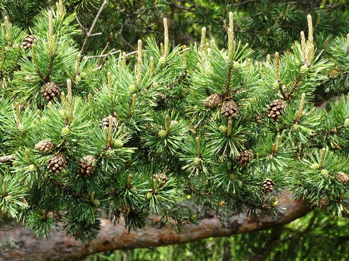 Pinus sylvestris image