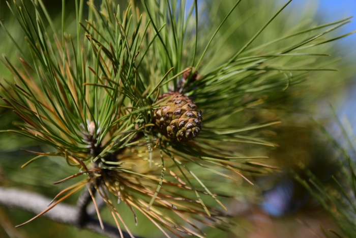 Pinus tabuliformis image
