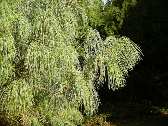 Pinus wallichiana image