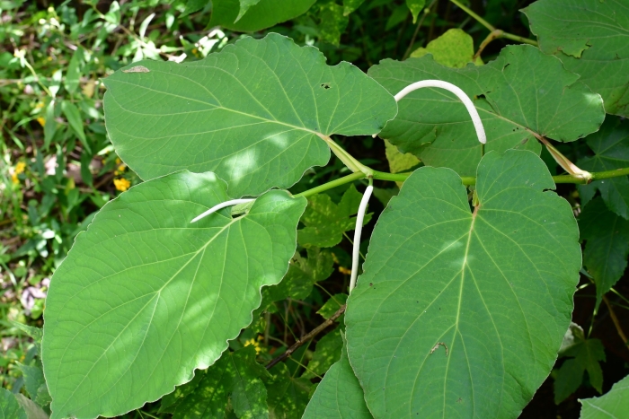 Piper auritum image