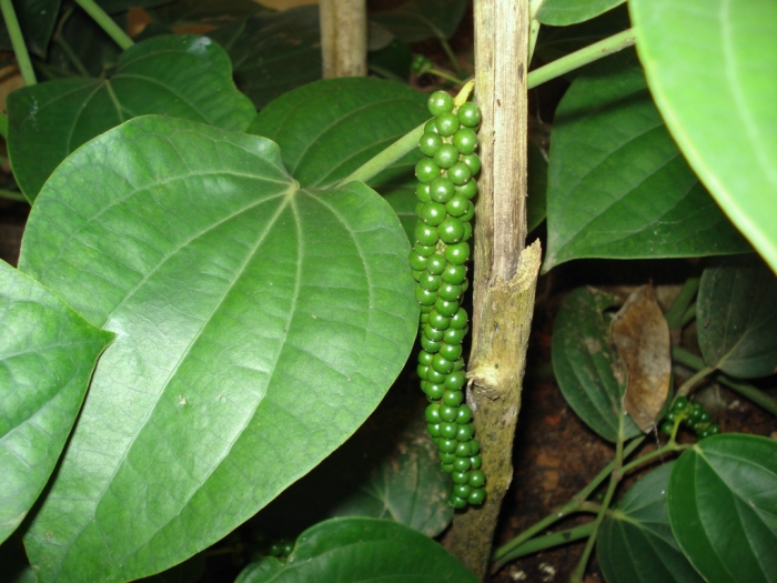 Piper nigrum image