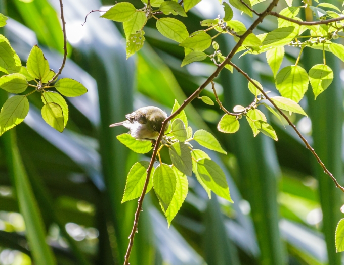 Pipturus albidus image