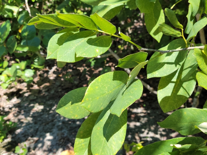 Piscidia piscipula image