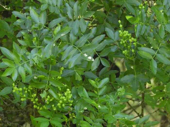 Pistacia atlantica image