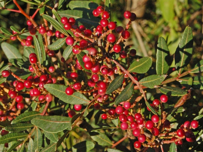 Pistacia lentiscus image