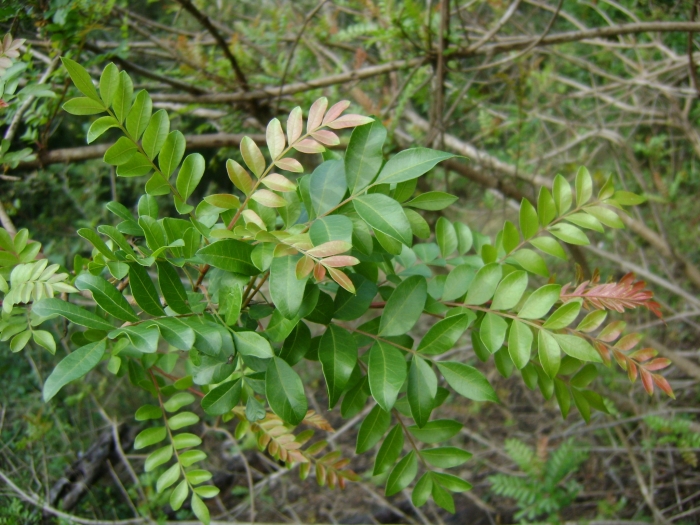 Pistacia mexicana image