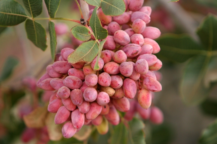 Pistacia vera image