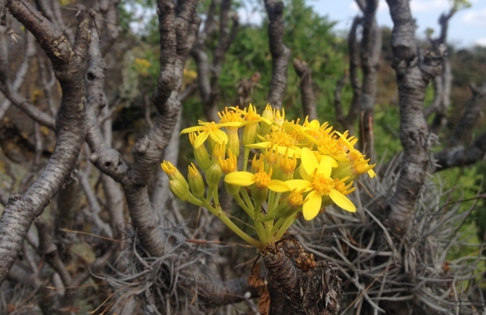 Pittocaulon praecox image