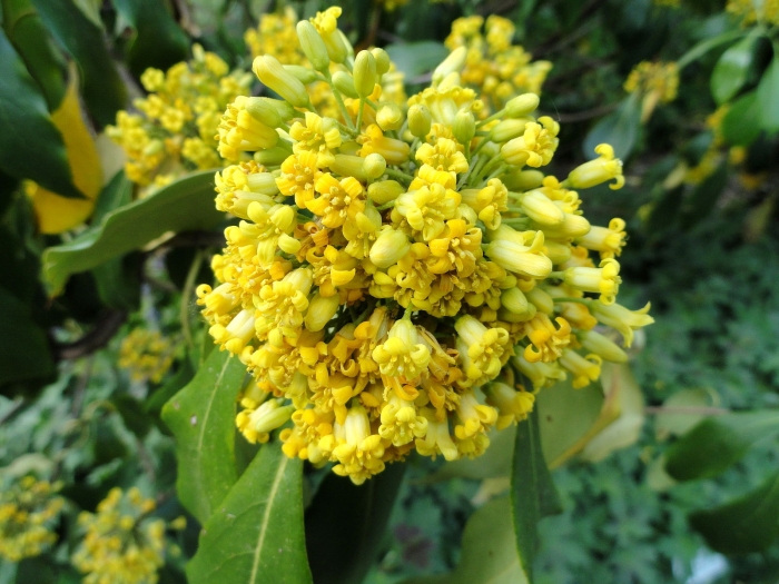 Pittosporum brevicalyx image
