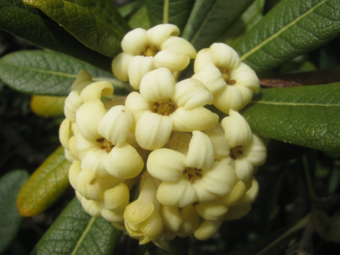 Pittosporum confertiflorum image