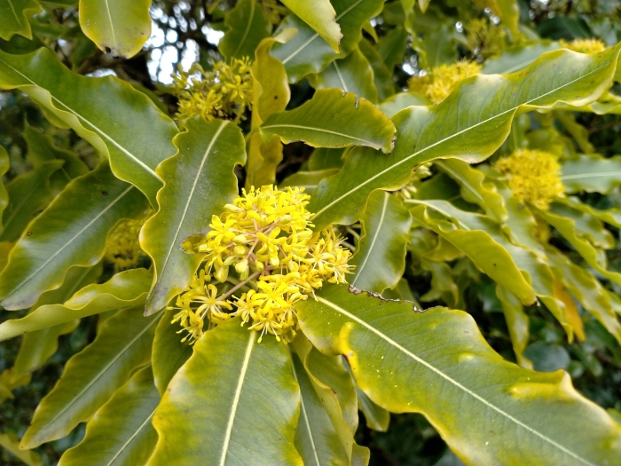 Pittosporum eugenioides image