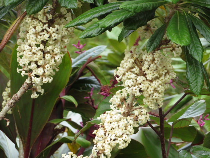 Pittosporum hosmeri image