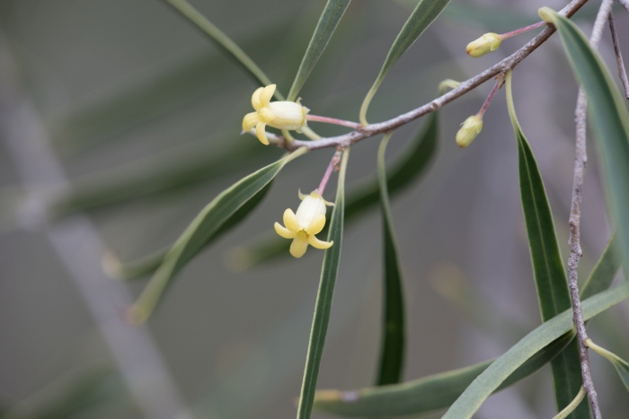 Pittosporum phillyraeoides image