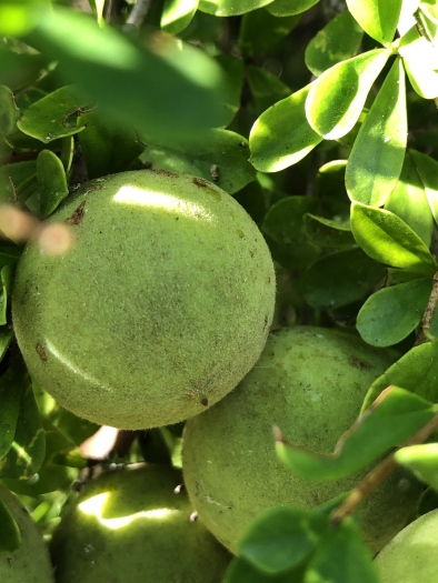 Pittosporum spinescens image