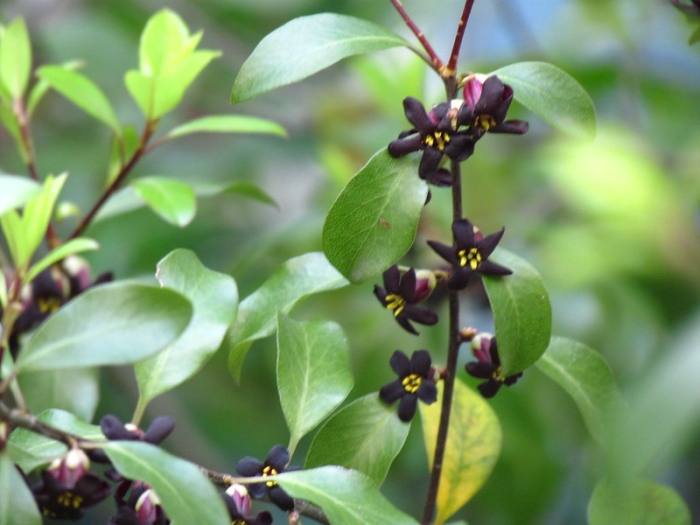 Pittosporum tenuifolium image