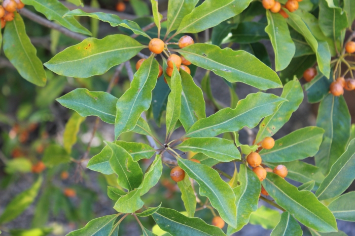 Pittosporum undulatum image