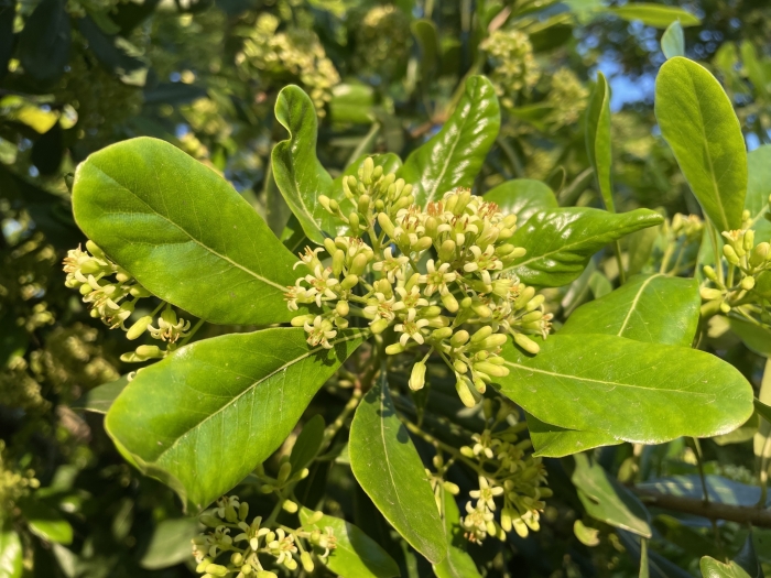 Pittosporum viridiflorum image