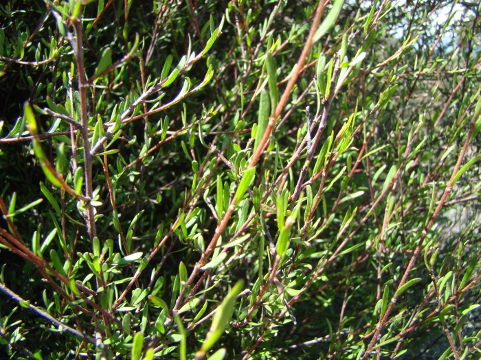 Plagianthus divaricatus image