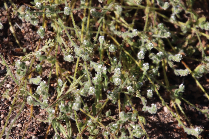 Plagiobothrys collinus image
