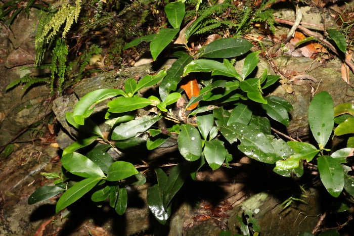 Planchonella australis image
